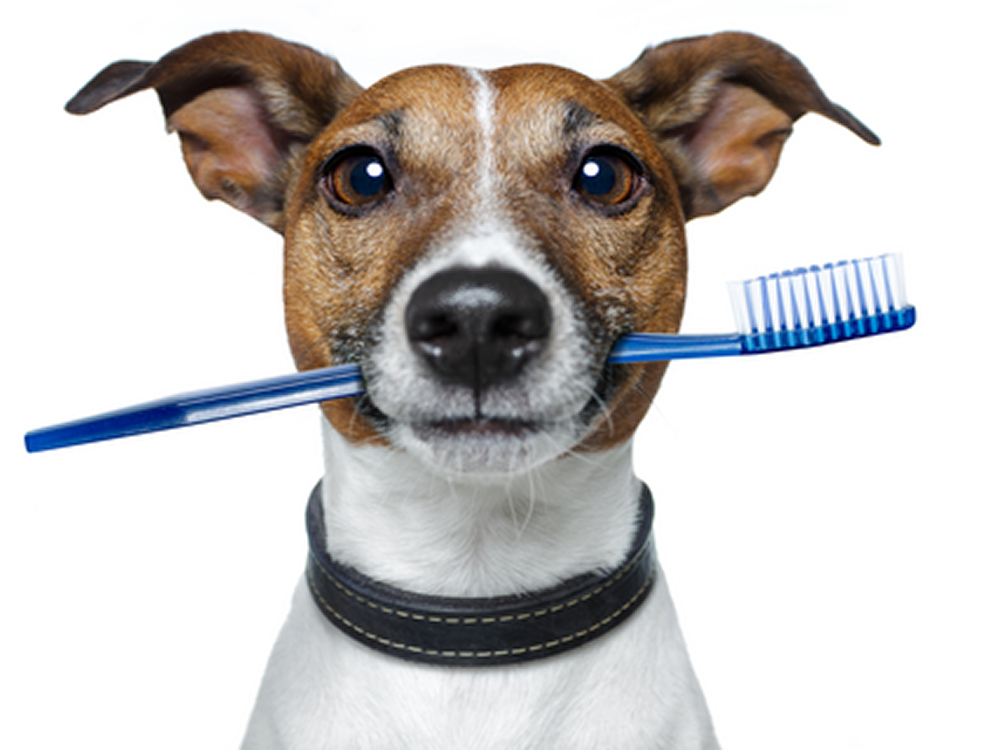 Jack Russell terrier holding a blue toothbrush in its mouth.