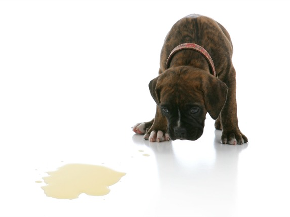 Boxer puppy looking at a puddle after an indoor accident