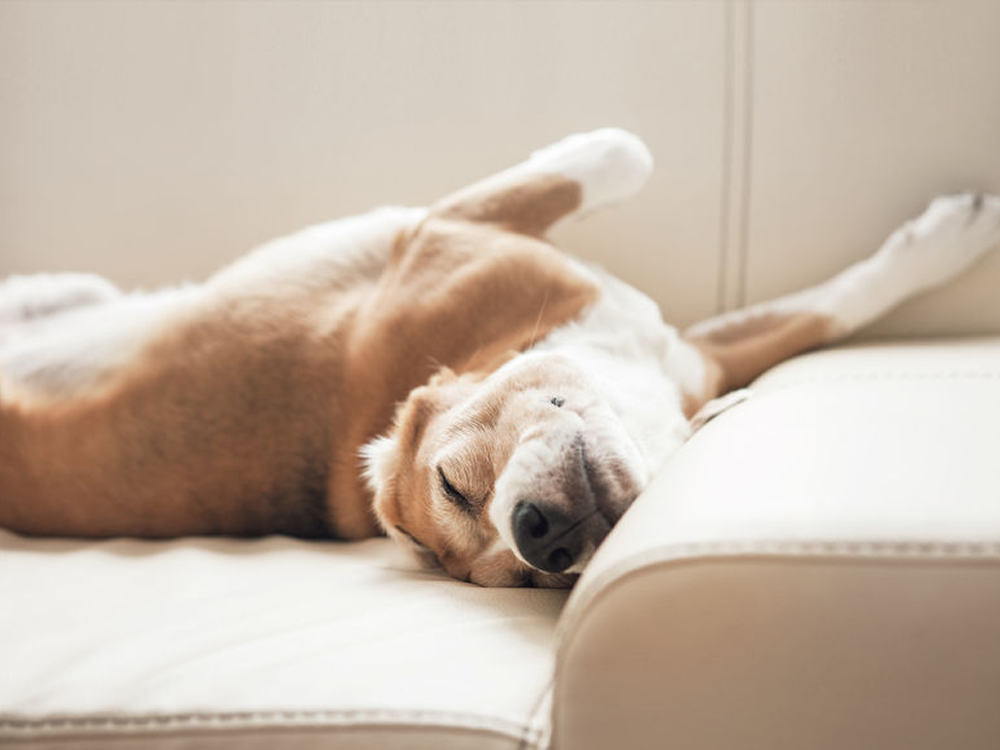 Beagle sleeping upside down on a comfortable couch