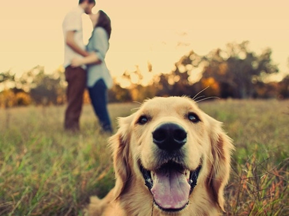 Golden retriever smiling at the camera as a couple embraces at sunset