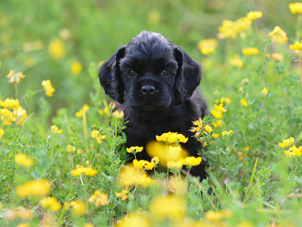 Black cocker spaniel puppy sitting in a field of yellow flowers