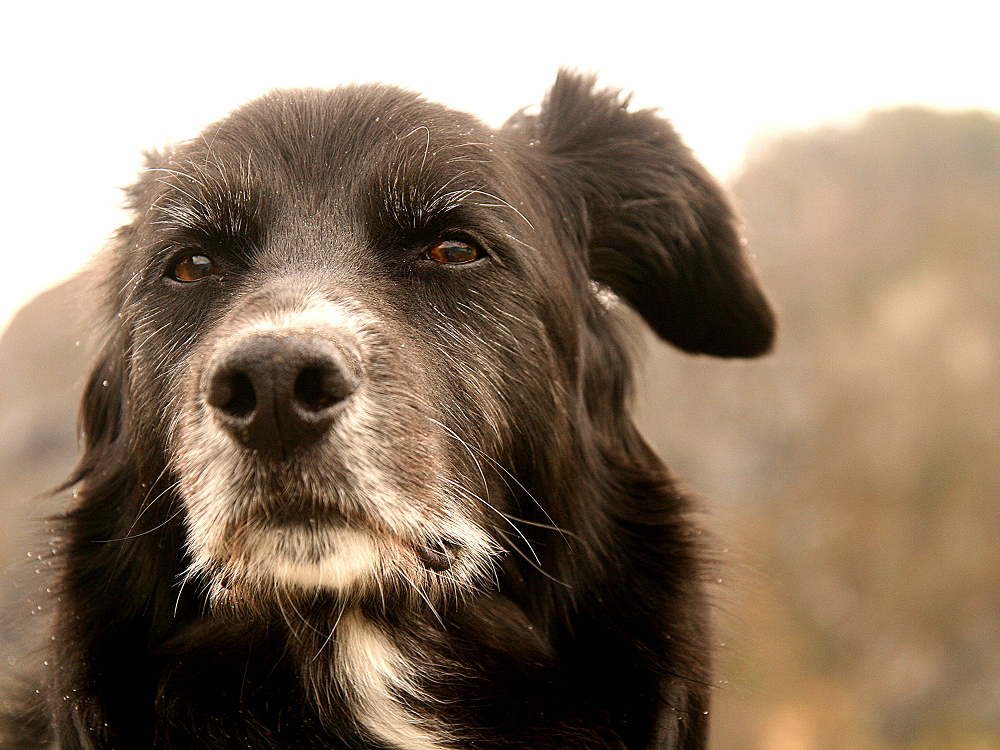 Senior black dog with a greying muzzle looking at the camera