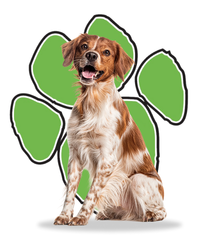 Large dog in front of the green TAME paw print