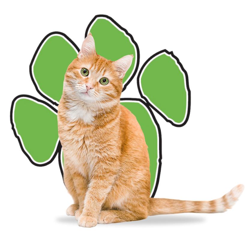 Kitten in front of the green TAME paw print.