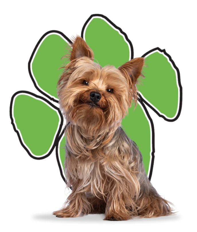 Yorkshire terrier in front of the green TAME paw print