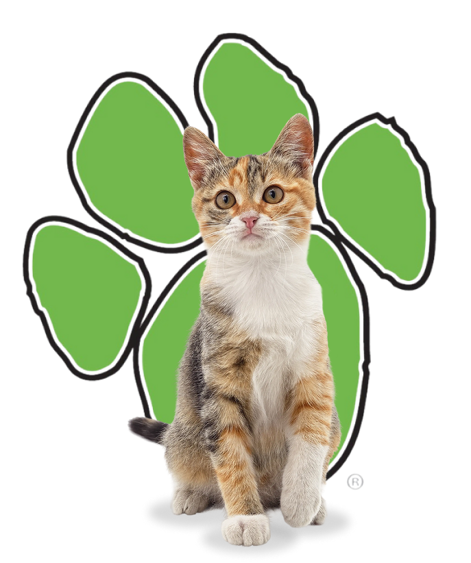 Cat in front of the green TAME paw print.