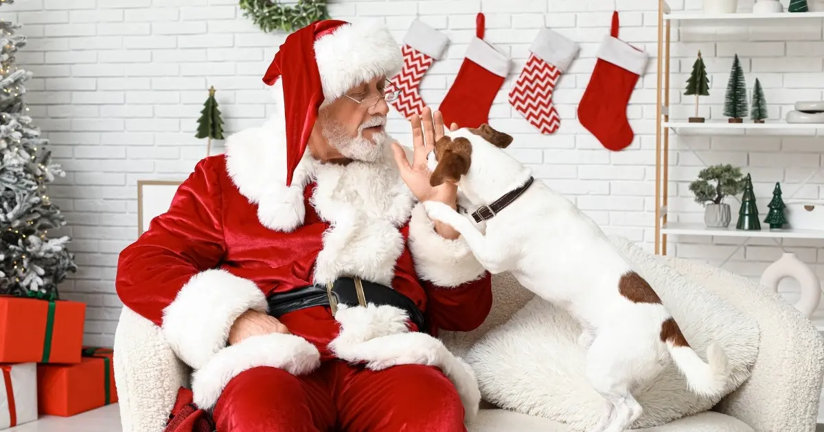 Santa in a white armchair high-fives a Jack Russell terrier beside a flocked tree and red hanging stockings.