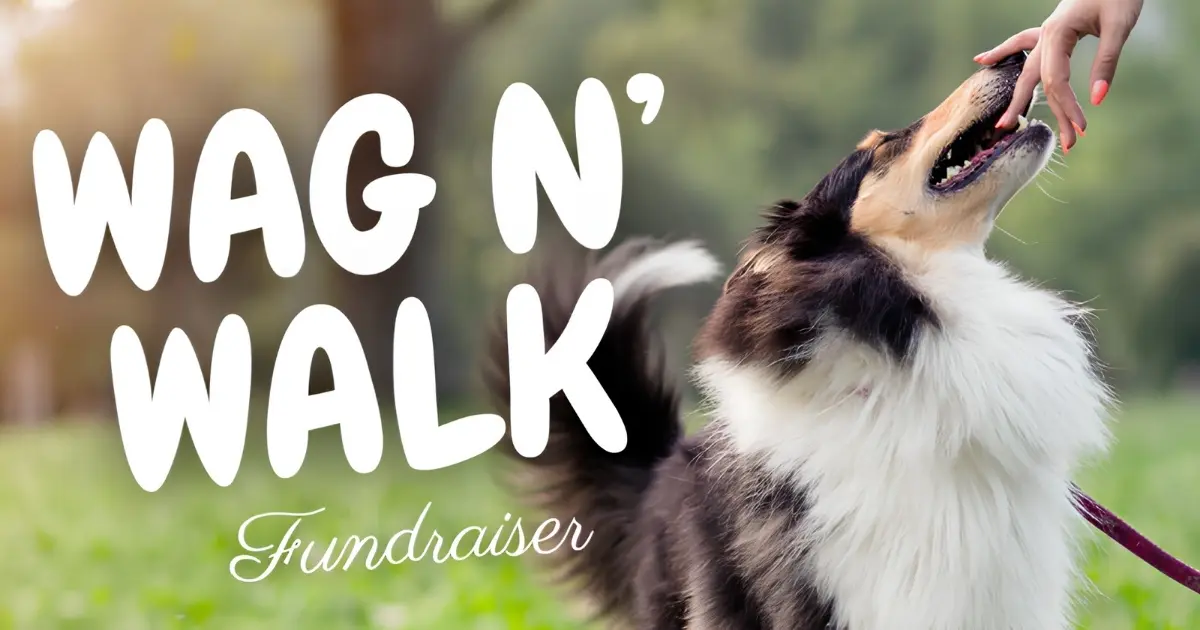 Wag N' Walk Fundraiser graphic: a fluffy tricolor dog taking a treat from a hand outdoors; benefits the Humane Society of Southwest Missouri