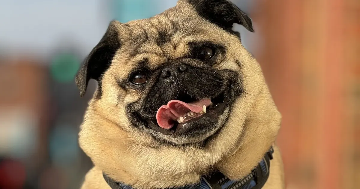 Fawn pug in a blue plaid harness sitting on a black leather seat at golden hour, tongue out and smiling